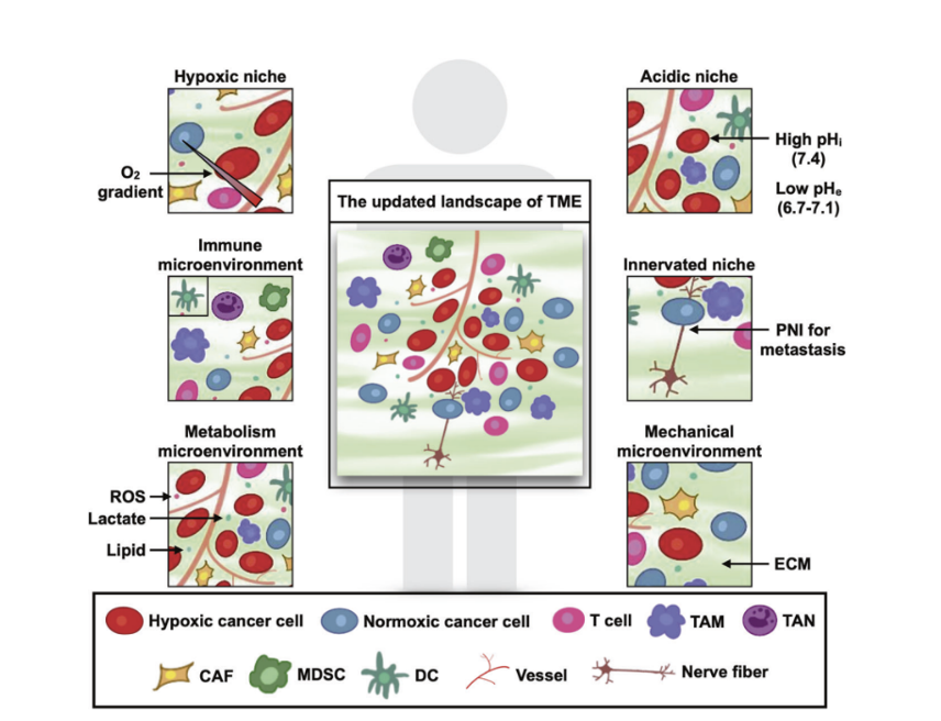 What We Know About the Tumor Microenvironment